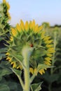 Sunflower and ladybug Royalty Free Stock Photo