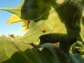 Sunflower. Ladybug on a sunflower. Royalty Free Stock Photo