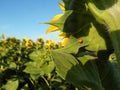 Sunflower. Ladybug on a sunflower. Royalty Free Stock Photo