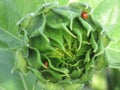 Sunflower with ladybugs Royalty Free Stock Photo