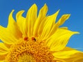 Sunflower and ladybugs. Royalty Free Stock Photo