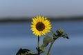 Sunflower by lake with beetle on petal Royalty Free Stock Photo