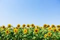 Sunflower on agricultural field at summer