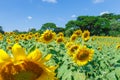Sunflower landscape background