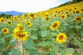 Sunflower landscape in Basque Country