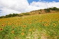 Sunflower landscape in Basque Country