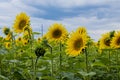 Sunflower landscape with cloudy blue sky