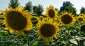 Sunflower landscape with ripened golden sunflower heads in sunset sunshine. Close-up of sunflower heads
