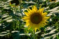 Sunflower landscape with ripened golden sunflower heads in sunset sunshine