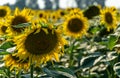 Sunflower landscape with ripened golden sunflower heads in sunset sunshine.