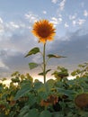 Sunflower in the landscape at sunset