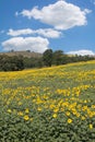 Sunflower Landscape in Umbria,Italy