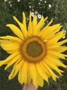 Sunflower, large, beautiful yellow flower