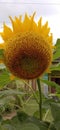 sunflower with a large bright yellow crown and full of seeds in the middle ..