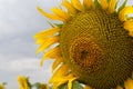 Sunflower in a large field Royalty Free Stock Photo