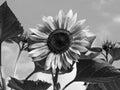 Sunflower large flower head and Black and white several shades