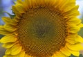 Sunflower, large macro or closeup with blue sky