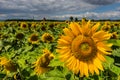 sunflower large view on a field in the summer