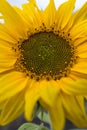 Sunflower large yellow petals