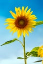 Sunflower (lat. Helianthus) with blue sky, Germany