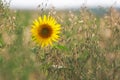 Sunflower (lat. Helianthus) in cornfield, Pfalz, Germany