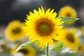 Sunflower (lat. Helianthus) at summertime, Germany