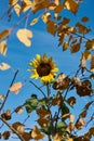 Sunflower in late Autum