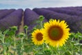 Sunflower and Lavender field Royalty Free Stock Photo