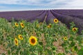 Sunflower and Lavender field Royalty Free Stock Photo