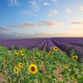 Sunflower and Lavender field Royalty Free Stock Photo
