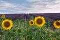 Sunflower and Lavender field Royalty Free Stock Photo