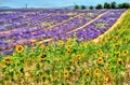 Sunflower and lavender field in Provence, France Royalty Free Stock Photo