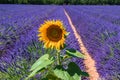 Sunflower and a lavender field, Provence (France) Royalty Free Stock Photo