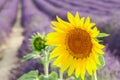 Sunflower and Lavender field Royalty Free Stock Photo