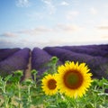 Sunflower and Lavender field Royalty Free Stock Photo