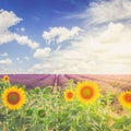 Sunflower and Lavender field Royalty Free Stock Photo