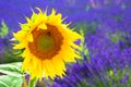 Sunflower and lavender field. Royalty Free Stock Photo