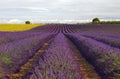 SunFlower and Lavender Fields on the Plateau De Valensole