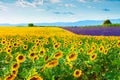 Sunflower and lavender fields in Valensole, Provence, France Royalty Free Stock Photo