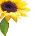 Sunflower with leaf