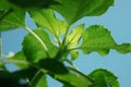 Sunflower leaves Royalty Free Stock Photo