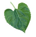 Sunflower leaf in White Background.