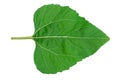 Sunflower leaf