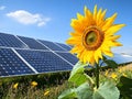 Sunflower leaning over solar panel symbolizing clean renewable power generation, Sunflower Royalty Free Stock Photo