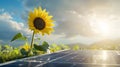 Sunflower leaning over solar panel symbolizing clean renewable power generation, Sunflower Royalty Free Stock Photo
