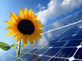 Sunflower leaning over solar panel symbolizing clean renewable power generation, Sunflower Royalty Free Stock Photo