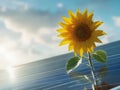 Sunflower leaning over solar panel symbolizing clean renewable power generation, Sunflower Royalty Free Stock Photo