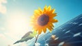 Sunflower leaning over solar panel symbolizing clean renewable power generation, Sunflower Royalty Free Stock Photo