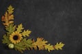 Sunflower And Leaves Boarder On Black Background Royalty Free Stock Photo