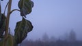 Frozen sunflower leaves